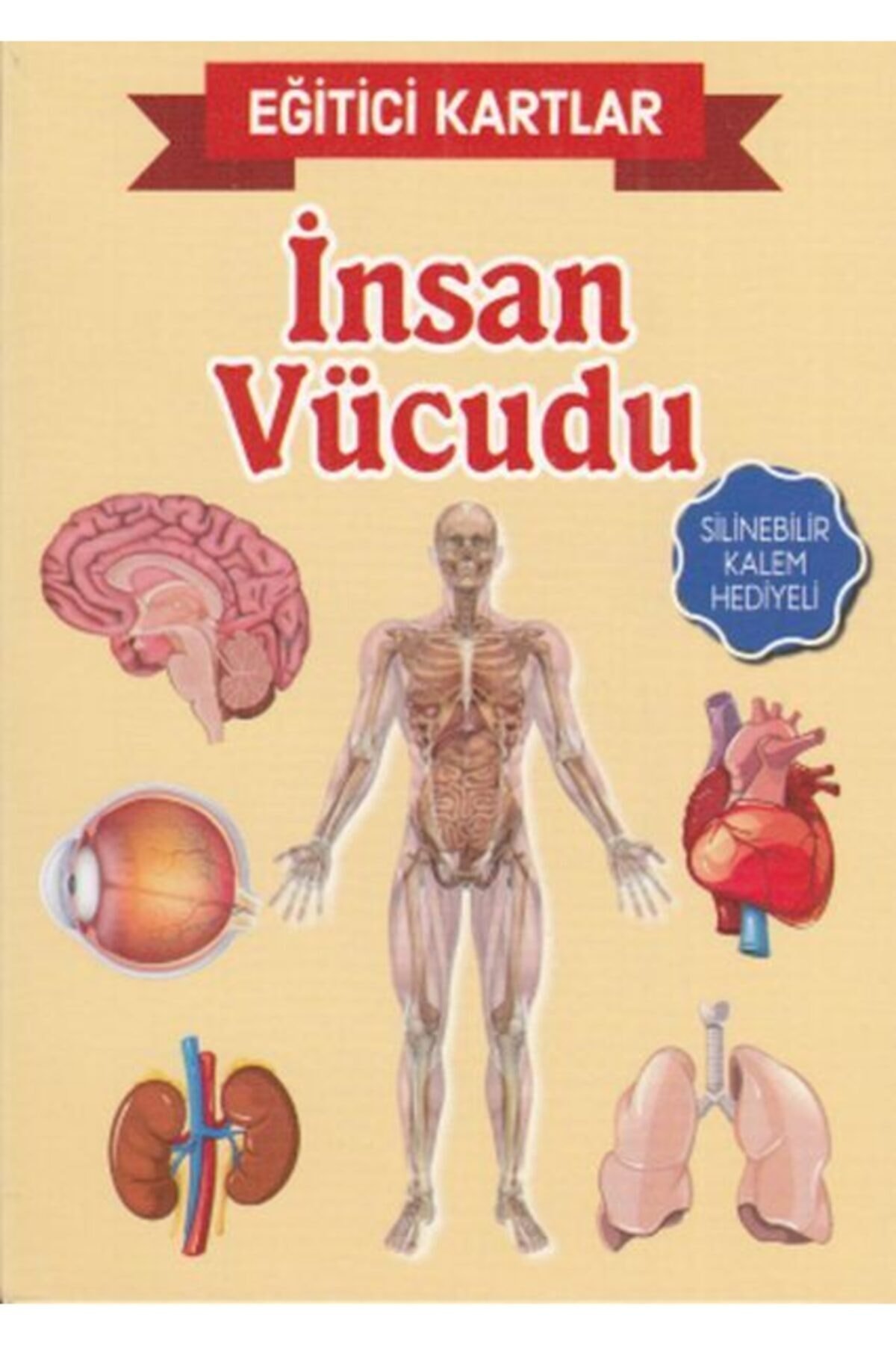 Eğitici Kartlar-insan Vücudu