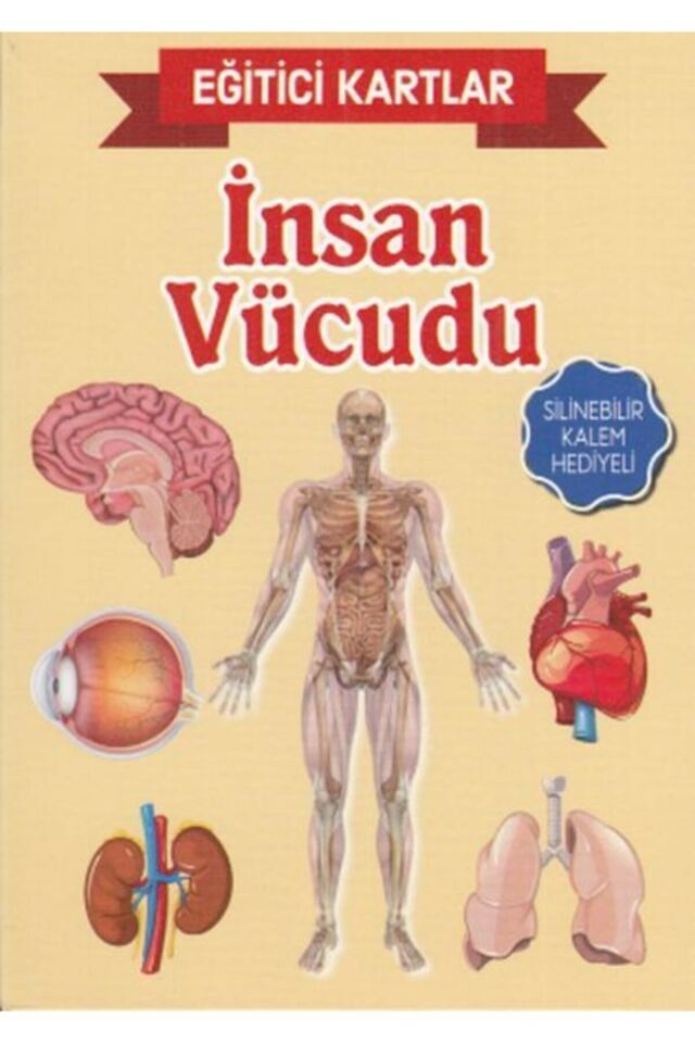 Eğitici Kartlar-insan Vücudu
