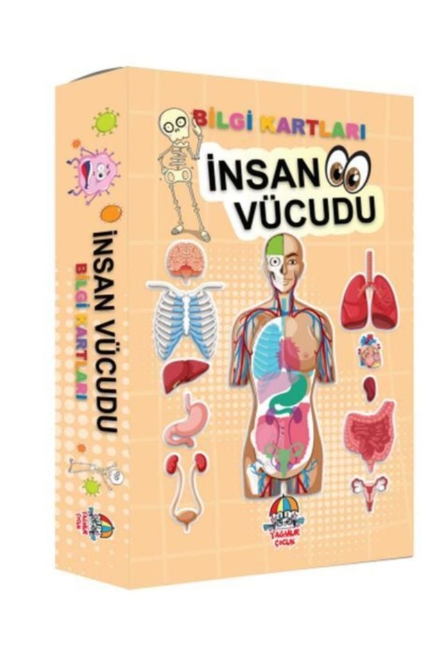 Bilgi Kartları - Insan Vücudu